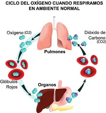 Ciclo respiratorio